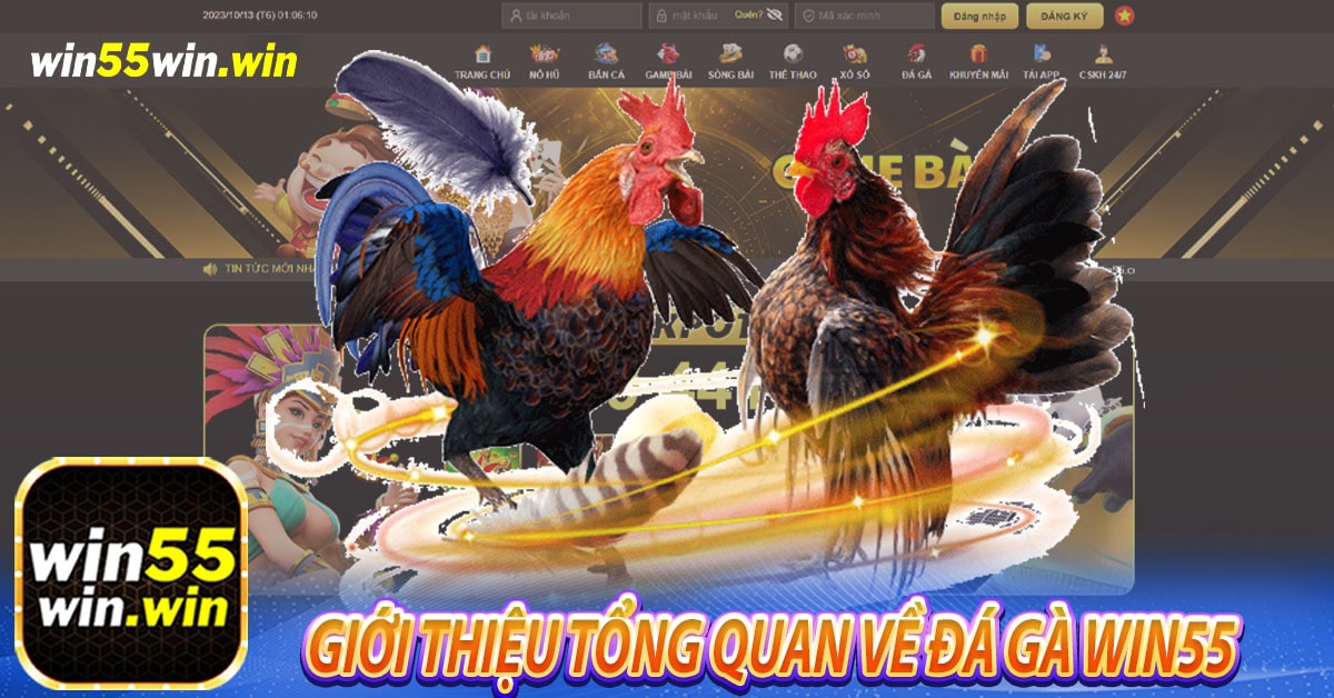 Giới thiệu tổng quan về Đá gà Win55 