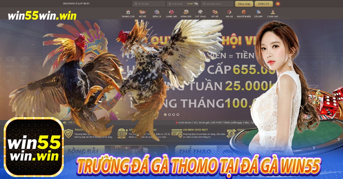 Trường đá gà Thomo tại Đá gà Win55 